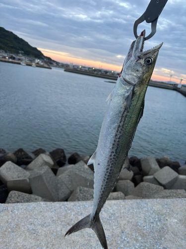 サゴシの釣果