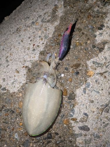アオリイカの釣果