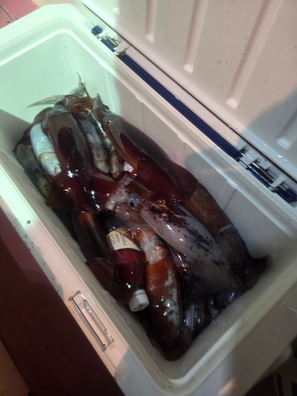 関東釣貴族さんの釣果 1枚目の画像