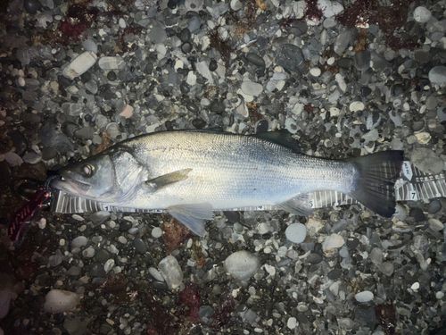 ヒラスズキの釣果