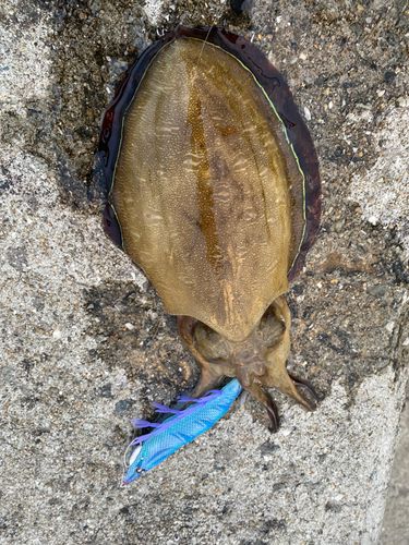 コウイカの釣果