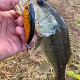 ラージマウスバス