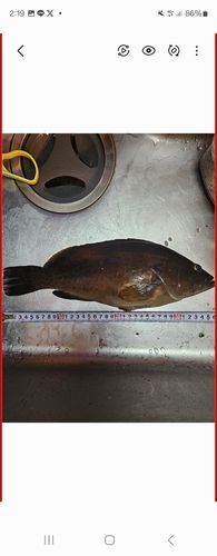 キジハタの釣果