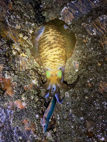 アオリイカの釣果