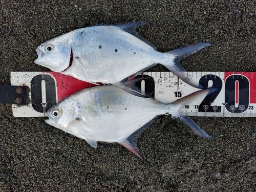 コバンアジの釣果