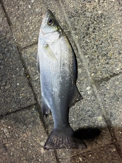 セイゴ（ヒラスズキ）の釣果