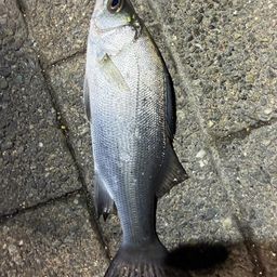 セイゴ（ヒラスズキ）