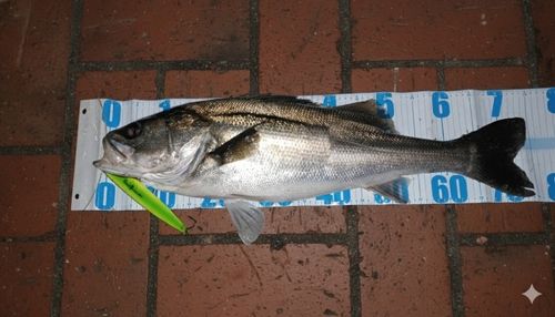 シーバスの釣果