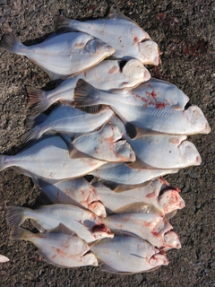 イシガレイの釣果
