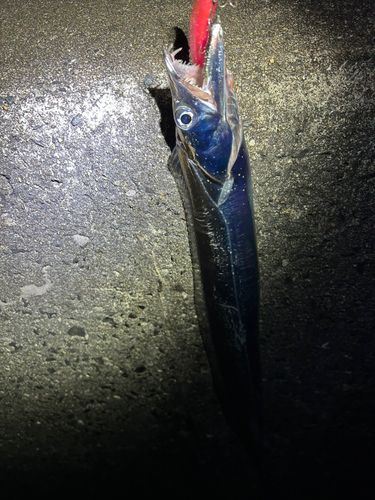 タチウオの釣果