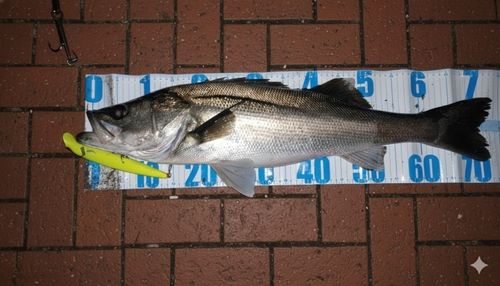 シーバスの釣果