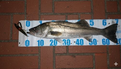 東京湾（アクアライン以北）