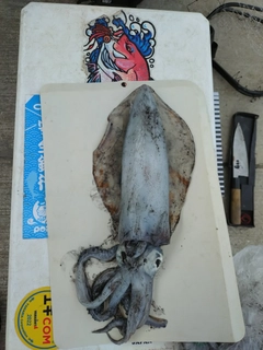 ミズイカの釣果