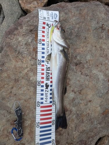 シーバスの釣果