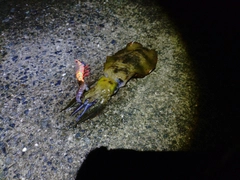 アオリイカの釣果