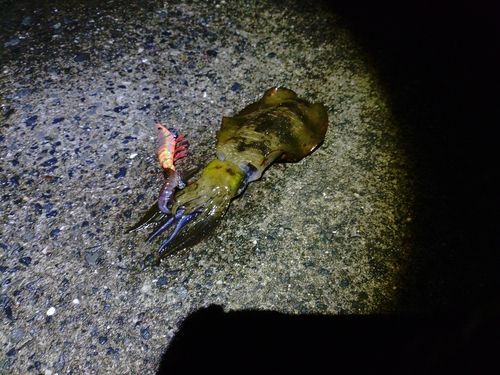 アオリイカの釣果