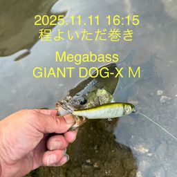 ラージマウスバス