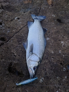 ヒラスズキの釣果