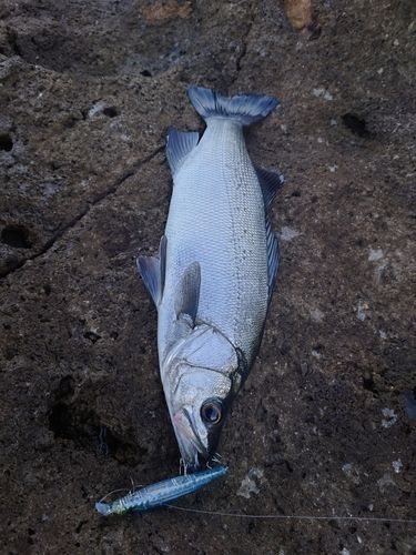 ヒラスズキの釣果