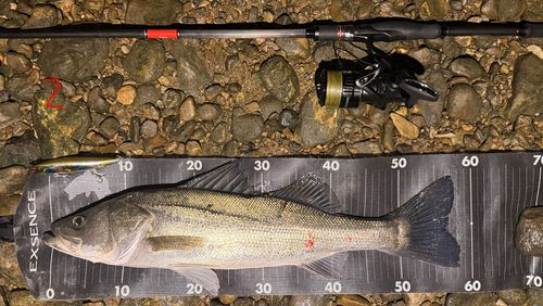 シーバスの釣果