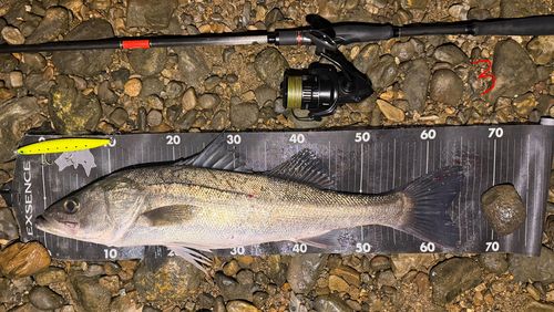 シーバスの釣果