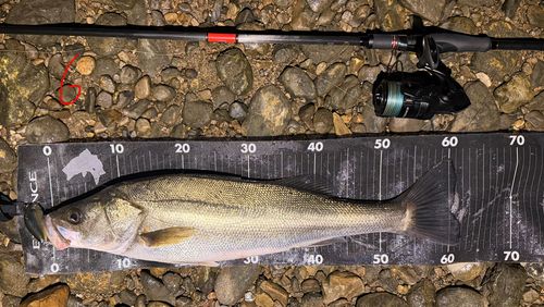 シーバスの釣果