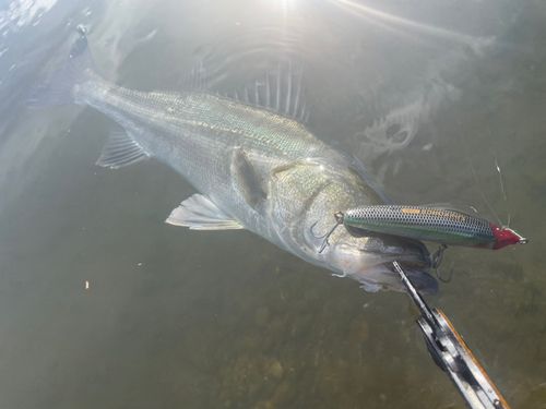 シーバスの釣果