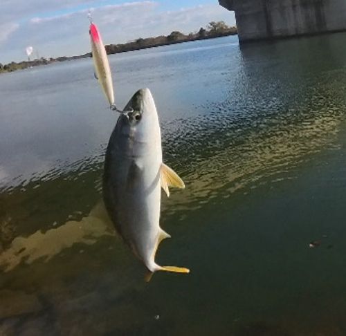 コズクラの釣果