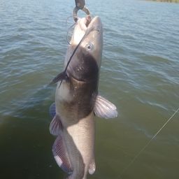 チャネルキャットフィッシュ