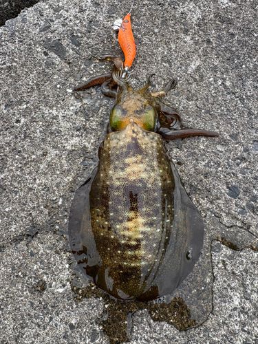 アオリイカの釣果