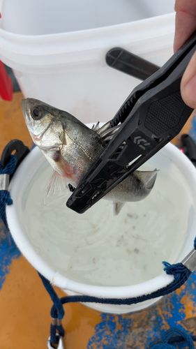 セイゴ（ヒラスズキ）の釣果