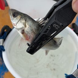 セイゴ（ヒラスズキ）