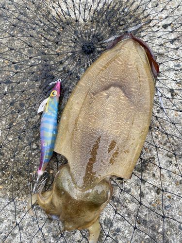 アオリイカの釣果