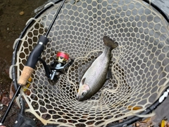 ニジマスの釣果