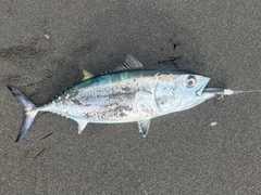 マグロの釣果