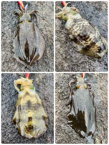 アオリイカの釣果