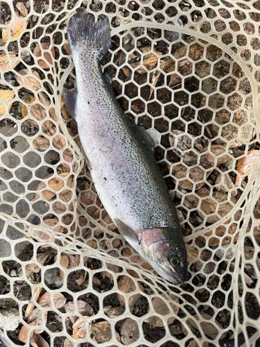 ニジマスの釣果