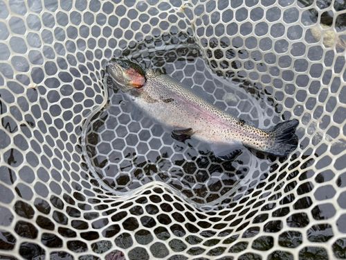 すそのフィッシングパーク