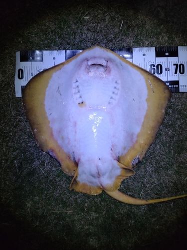 アカエイの釣果