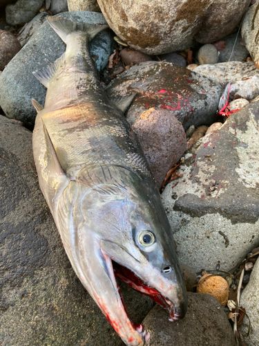 シロザケの釣果