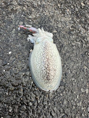 シリヤケイカの釣果