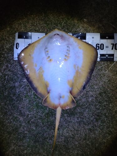 アカエイの釣果