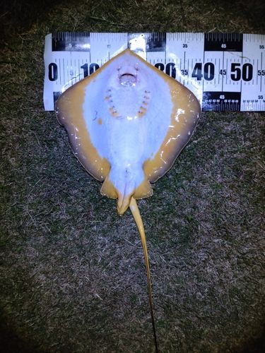 アカエイの釣果