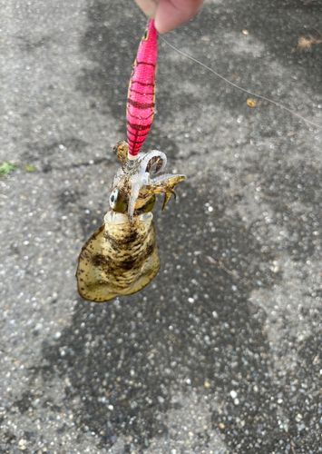 シリヤケイカの釣果