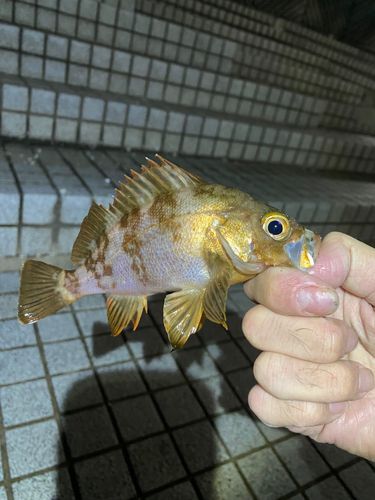 シロメバルの釣果