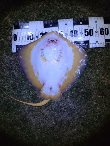 アカエイの釣果