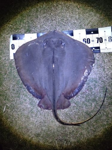 アカエイの釣果