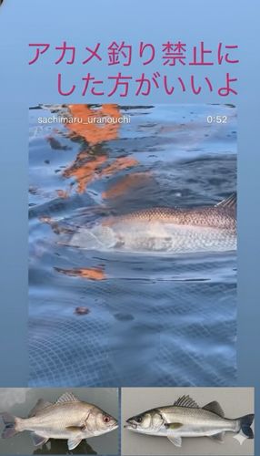 アカメの釣果
