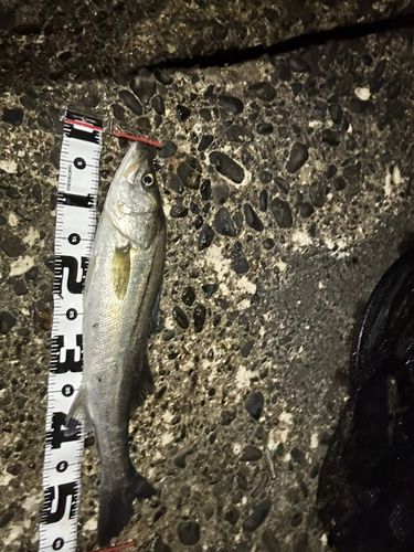 ディズニーリゾート付近