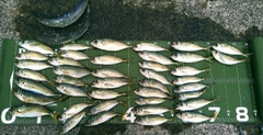 マアジの釣果